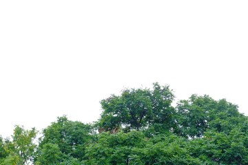 Old tropical tree on white isolated background for green foliage backdrop