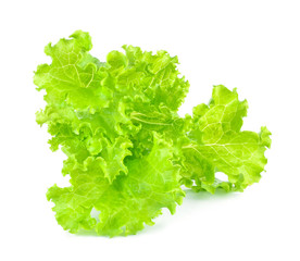 fresh green lettuce leaves isolated on white