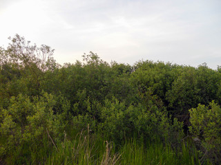 Fototapeta premium Young, not a tall forest. Lush greenery. The weather is gray and gloomy. 