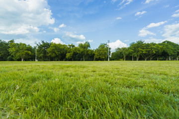 Fototapeta premium landscape of grass field and green environment public park use as natural background,backdrop