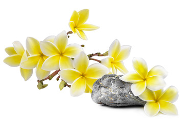Obraz na płótnie Canvas Frangipani flower isolated on white