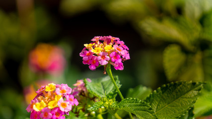 flower in the garden