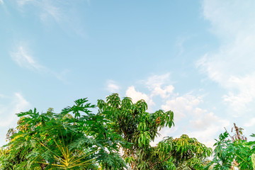 Fototapeta premium Green foliage background cloudy sky
