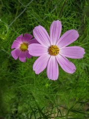 Cosmos are herbaceous perennial plants or annual plants  The genus includes several ornamental plants popular in gardens. 