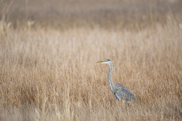 Great Blue Heron