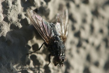 Closeup big hairy fly on wall