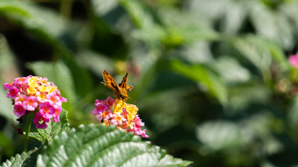 butterfly on pink flowers