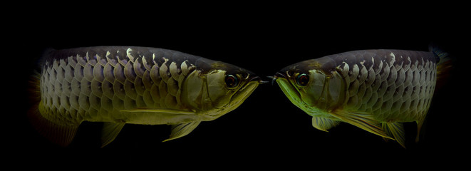 Asian Arowana fish on black background