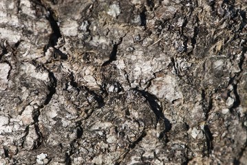 Circular structure on bark of fir tree
