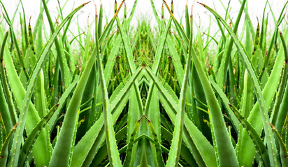 Aloe vera
