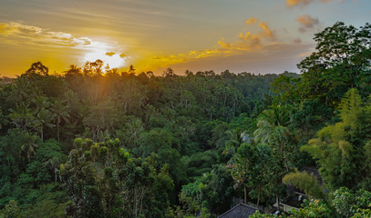 Sunset over forest at Ubud Bali
