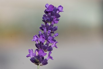 Obraz premium shiny purple flower