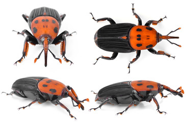 The red palm weevil, Rhynchophorus ferrugineus, is a species of snout beetle also known as the Asian palm weevil or sago palm weevil
