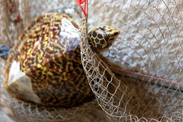 Dead turtle entangled in fishing nets