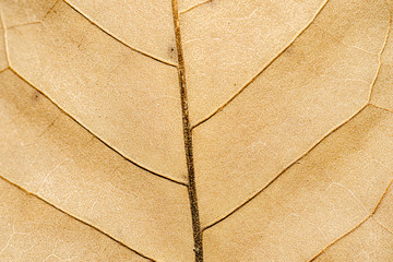 Brown dry leaves, close-up photography, see the texture and stripes.