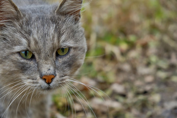An old gray cat walks on the autumn grass. Old cat