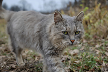 An old gray cat walks on the autumn grass. Old cat