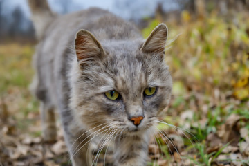 An old gray cat walks on the autumn grass. Old cat