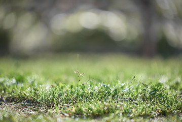 Obraz na płótnie Canvas Green lawn after rain. Grass close-up. The background in the blur.