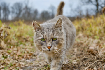 An old gray cat walks on the autumn grass. Old cat