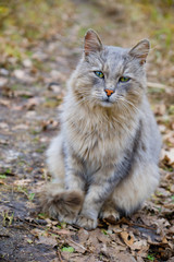 Naklejka na ściany i meble Gray cat sitting on the grass in the fall. fluffy cat