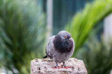 Pigeon bird on the electric pole.