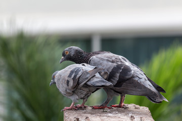 Pigeon bird on the electric pole.