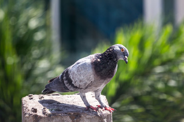 Pigeon bird on the electric pole.