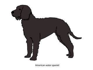 American Water Spaniel dog vector