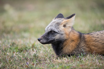 portrait of fox