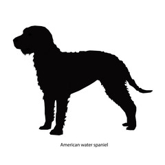 American Water Spaniel dog vector