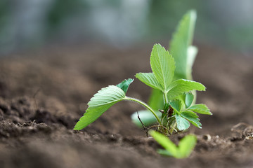 Strawberry plant in spring in soil. Green seedlings on the background of the soil.