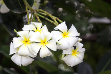 Fototapeta na wymiar White plumeria flowers Is a tropical flower.
