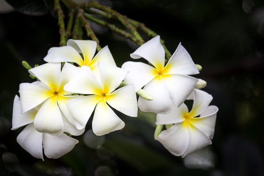 White plumeria flowers Is a tropical flower.