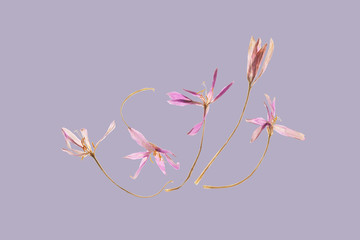 Dancing Autumn Crocus Flowers flat layed on a purple background.