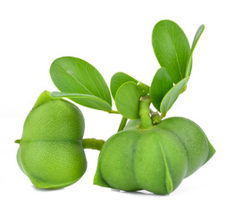 Sacha peanut on white