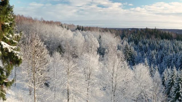 Snowy winter forest reveal - aerial drone shot
