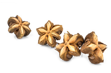 Sacha peanut on white