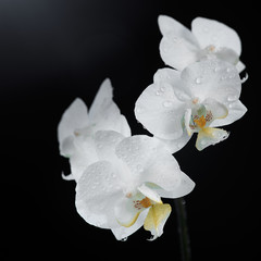 White orchid macro shot isolated on black background