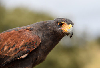 cabeza de aguila
