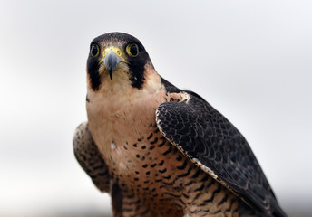 halcon peregrino