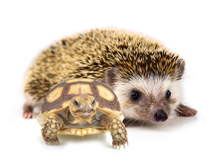Hedgehog  and turtle  isolate on white background