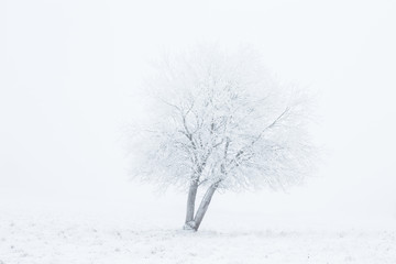 Lonely tree with whiteout on the field in winter