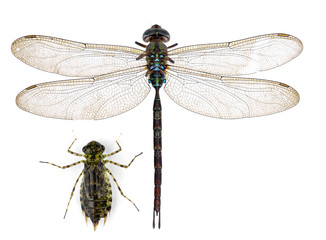 dragonfly isolated on a white background