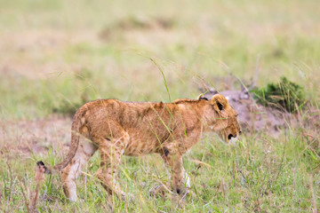 Lion Cub walking in the grass on the savanna