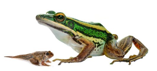 Small tree frog isolated on white background.