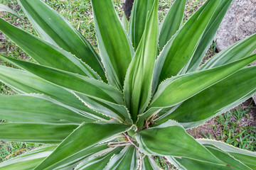 Beautiful Cactus in the garden.