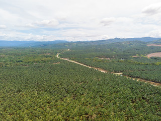 Aerial view of beautiful pattern palm oil plantation in Asia. Agricultural background