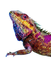    Lizard  of white background