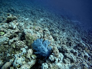 Fototapeta premium Coral Reef underwater in the sea